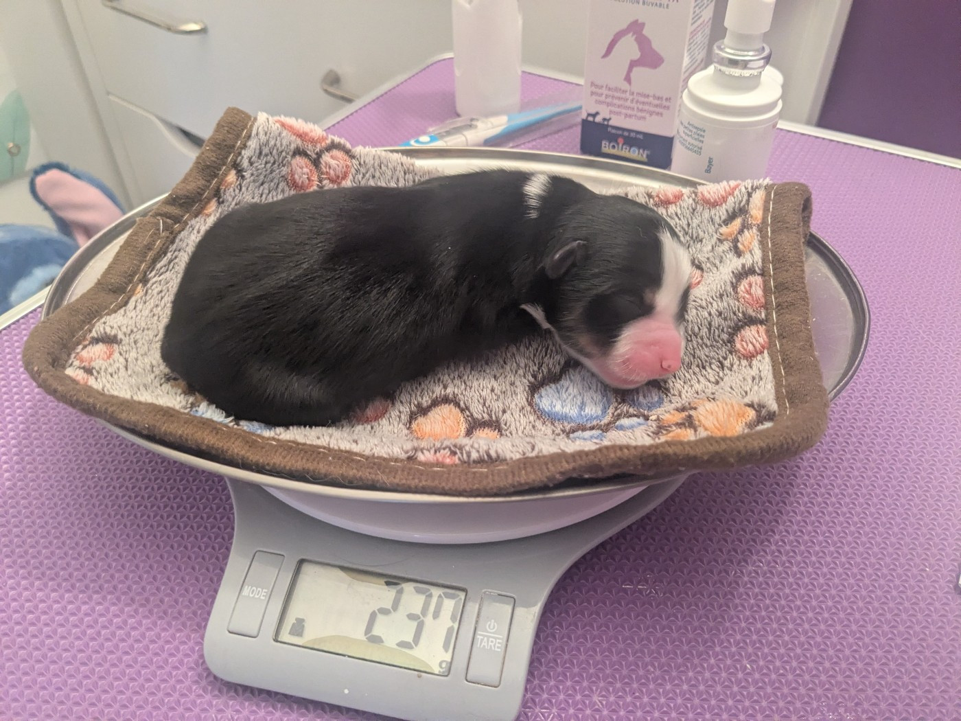 De La Riki Et Compagnie - Chiots disponibles - Berger Américain Miniature 