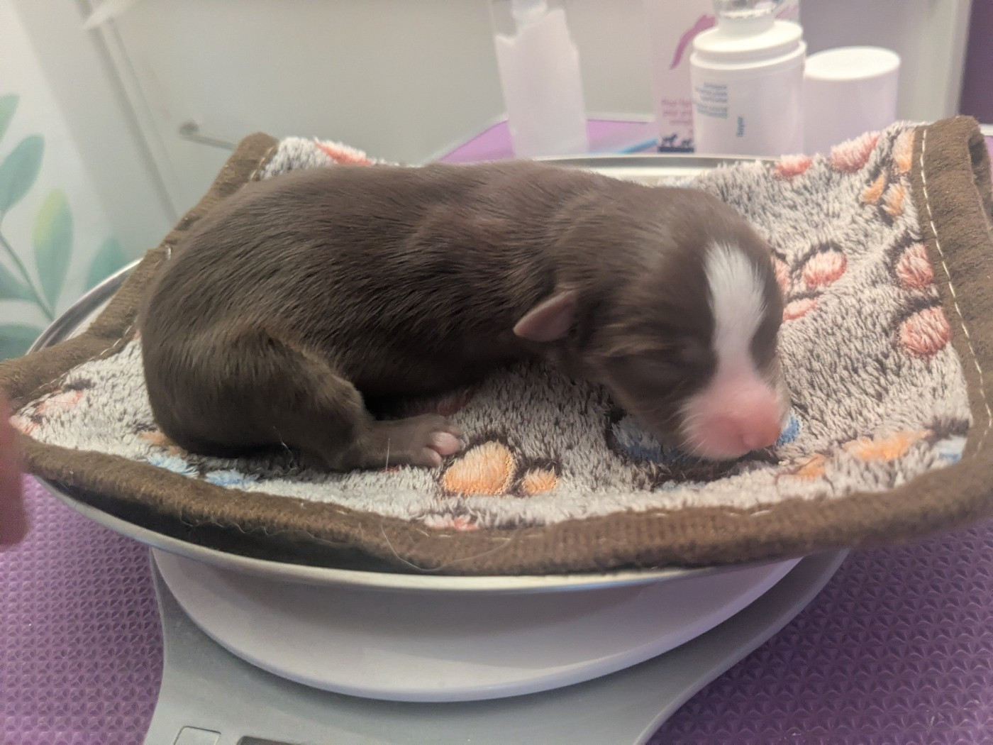 De La Riki Et Compagnie - Chiots disponibles - Berger Américain Miniature 