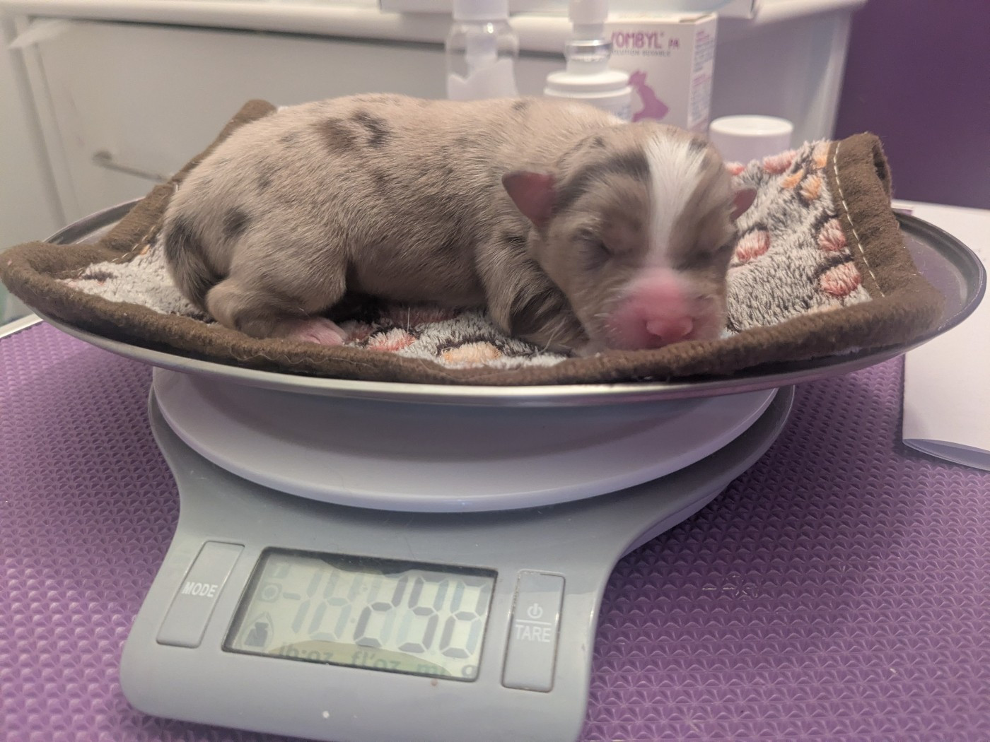 De La Riki Et Compagnie - Chiots disponibles - Berger Américain Miniature 