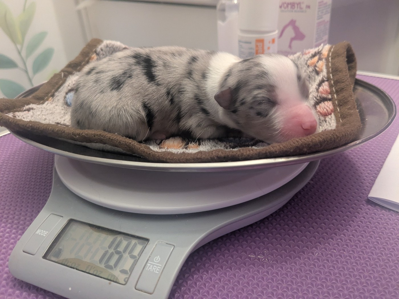 De La Riki Et Compagnie - Chiots disponibles - Berger Américain Miniature 