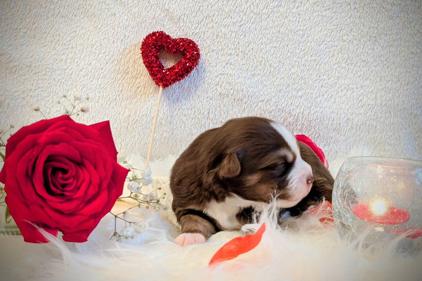 De La Riki Et Compagnie - Chiots disponibles - Berger Américain Miniature 