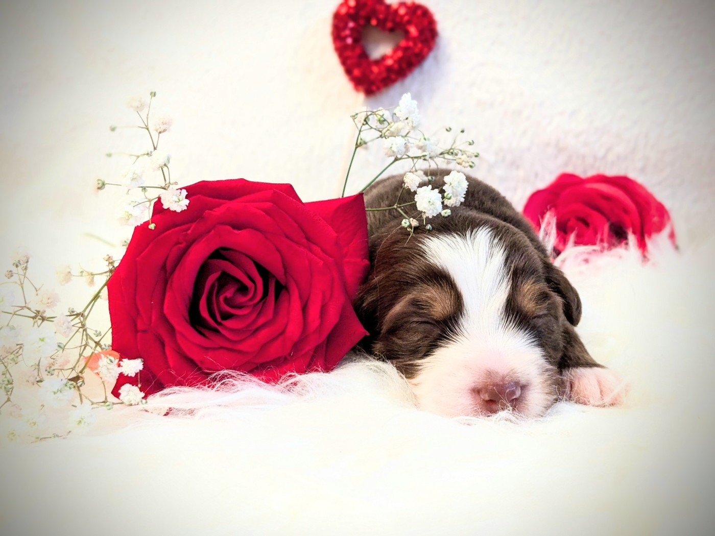 De La Riki Et Compagnie - Chiots disponibles - Berger Américain Miniature 