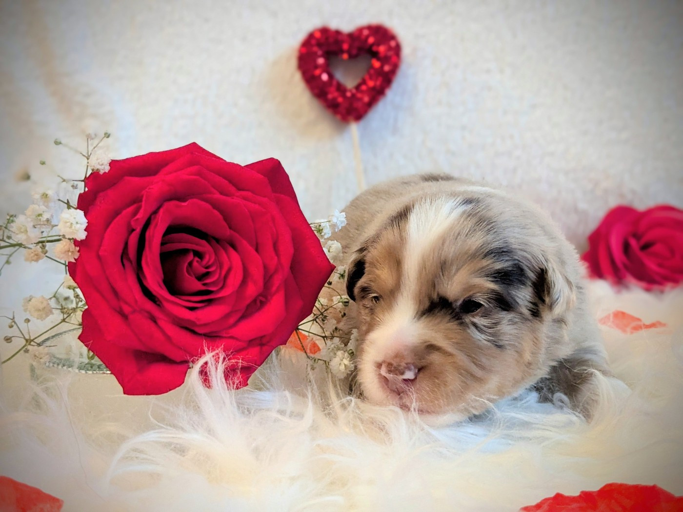 De La Riki Et Compagnie - Chiots disponibles - Berger Américain Miniature 