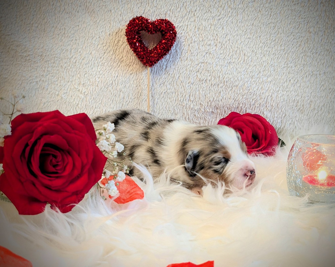 De La Riki Et Compagnie - Chiots disponibles - Berger Américain Miniature 