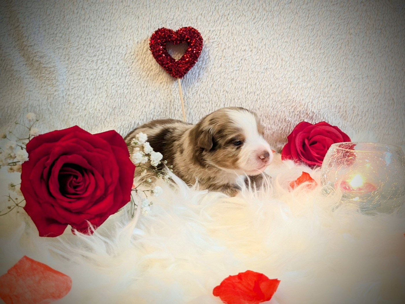 De La Riki Et Compagnie - Chiots disponibles - Berger Américain Miniature 