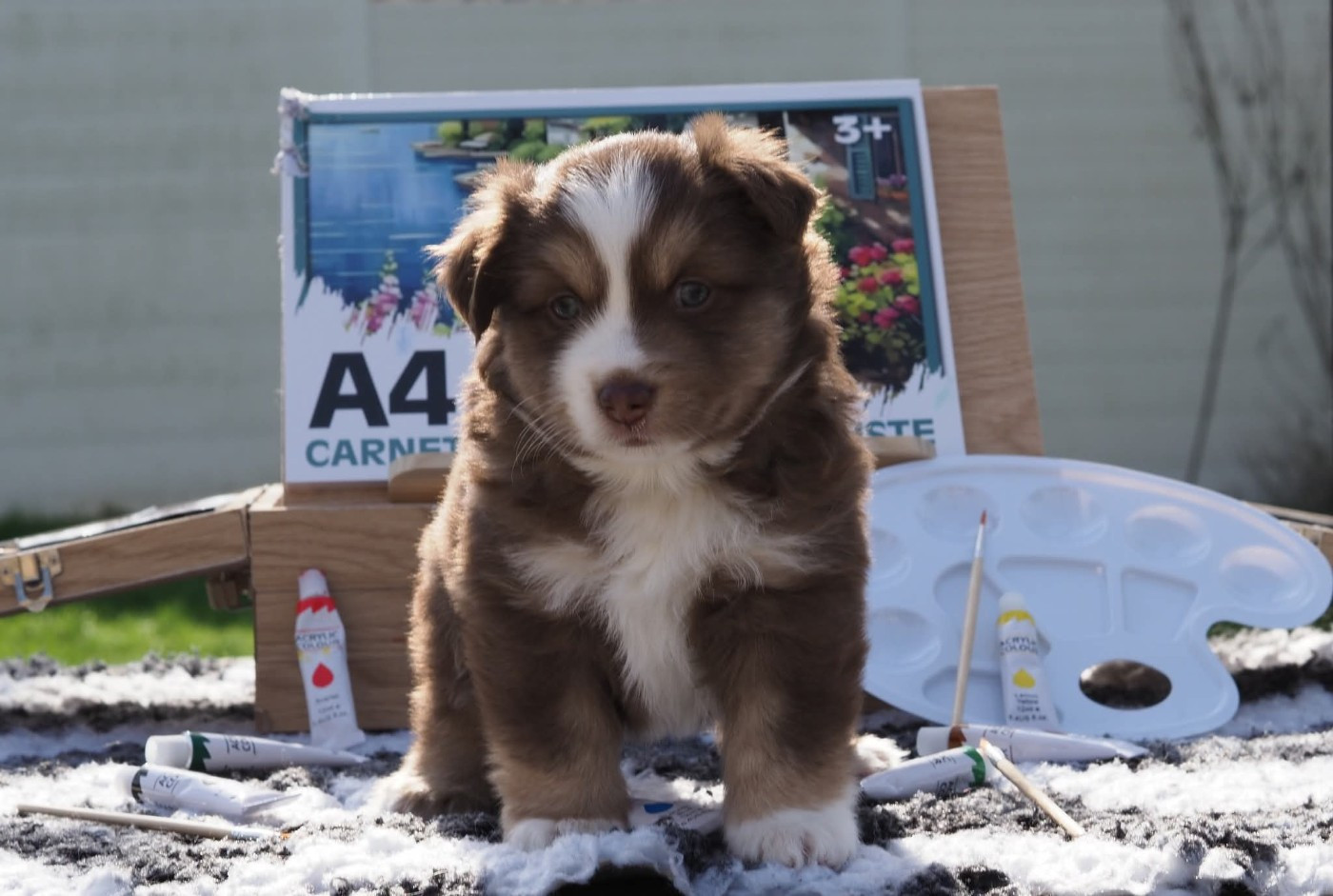 De La Riki Et Compagnie - Berger Américain Miniature  - Portée née le 30/01/2026