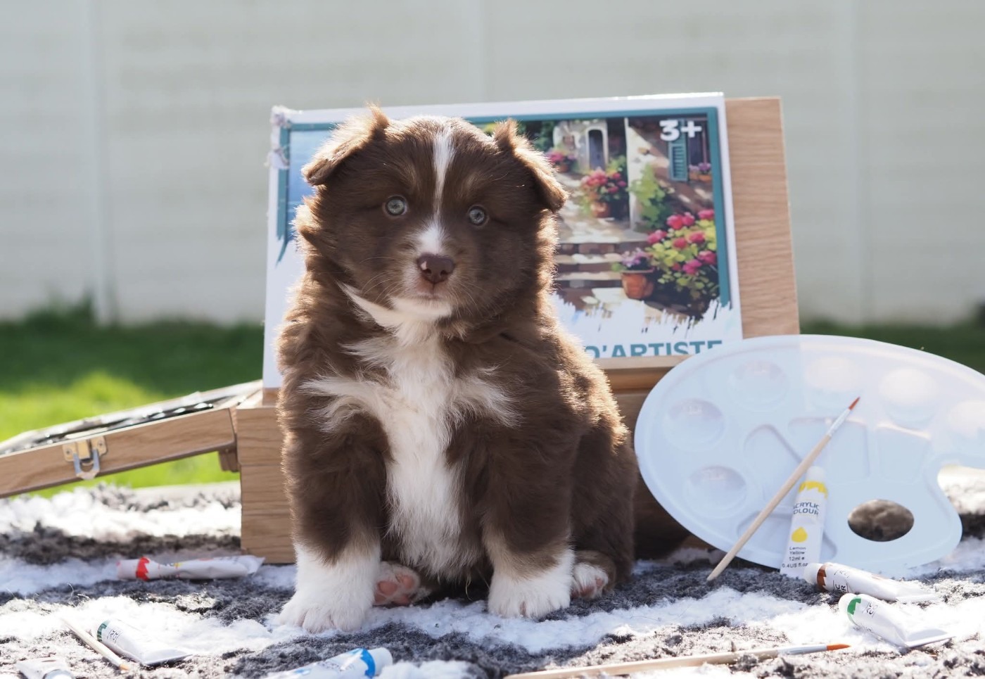 De La Riki Et Compagnie - Chiots disponibles - Berger Américain Miniature 