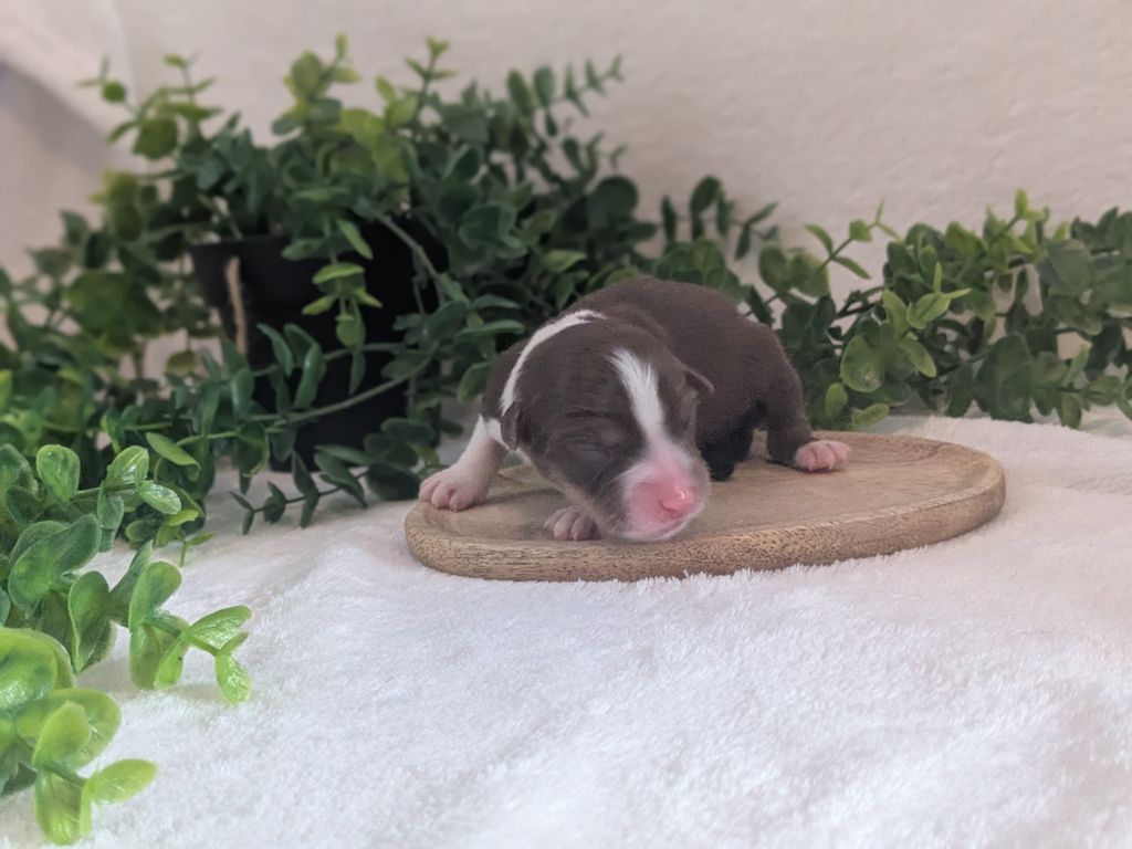 De La Riki Et Compagnie - Chiots disponibles - Berger Américain Miniature 