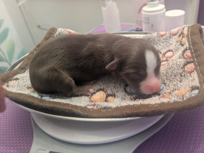 Femelle rouge tricolore