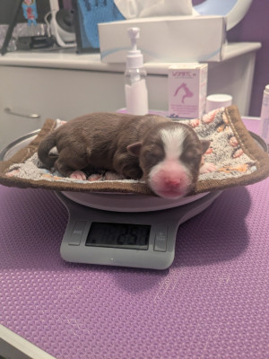 Mâle rouge tricolore