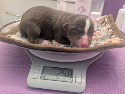 Mâle rouge tricolore