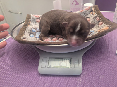 Mâle rouge tricolore