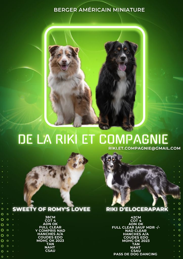 Chiot Berger Américain Miniature De La Riki Et Compagnie