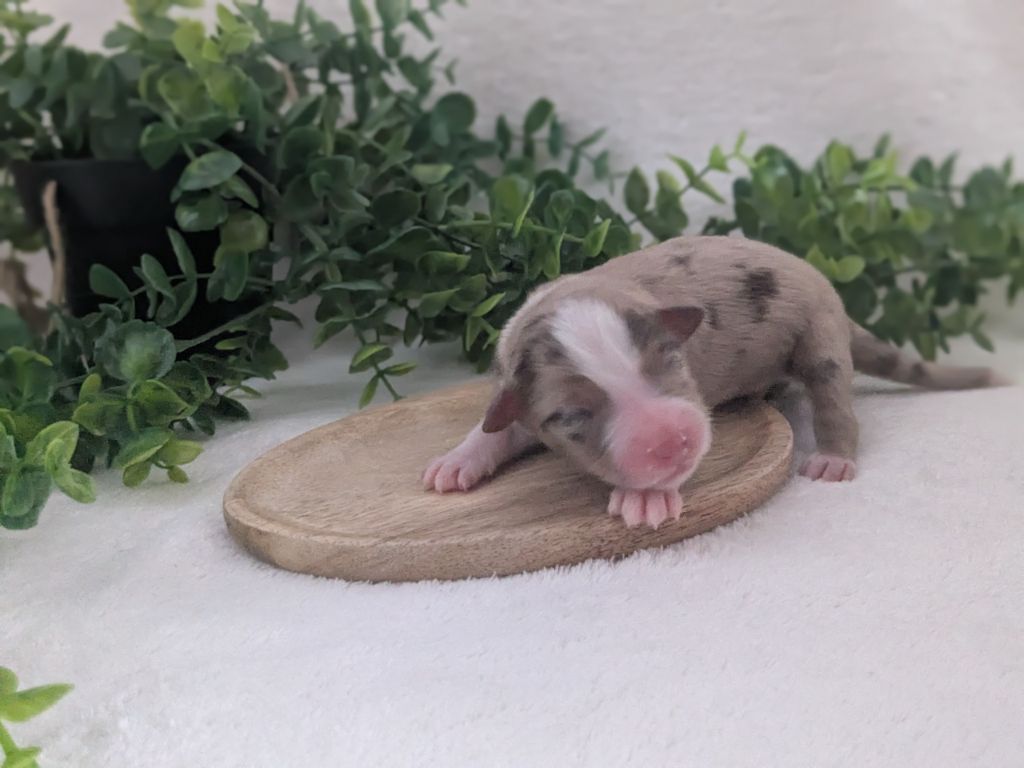 De La Riki Et Compagnie - Chiots disponibles - Berger Américain Miniature 